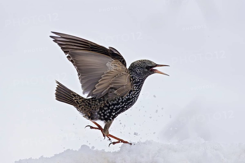 Starling (Sturnus vulgaris), close-up, female walking through the snow in winter with open beak and spread wings, Baden-Württemberg, Germany