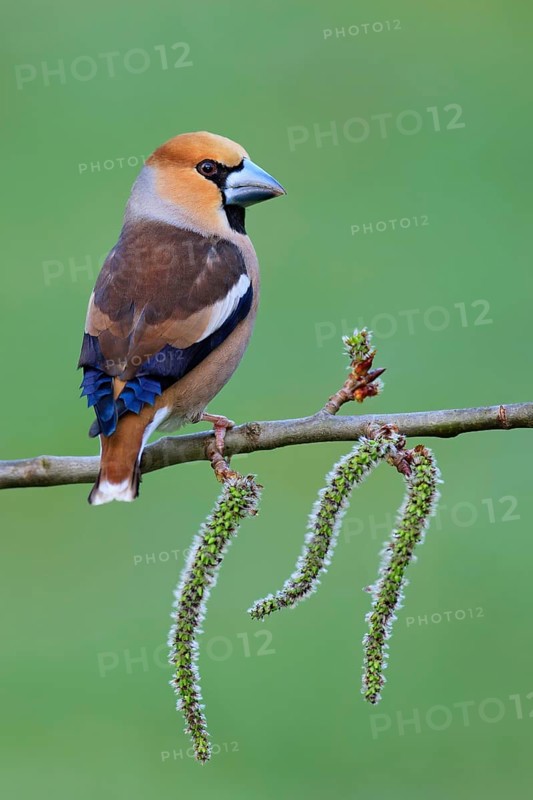 Hawfinch (Coccothraustes coccothraustes), Brandenburg, Germany
