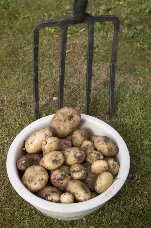 New potatoes freshly dug up
