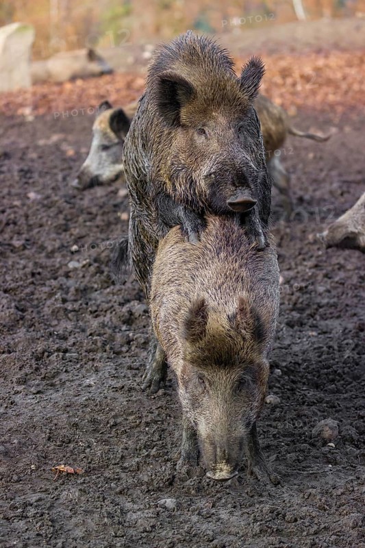 Two wild boar or wild pig (Sus scrofa), mate on an opening