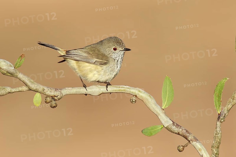 Inland Thornbill (Acanthiza apicalis), Victoria, Australia