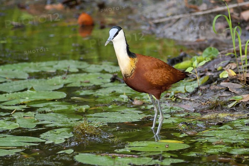 African Jacana (Actophilornis africanus), Okavango Delta, Botswana