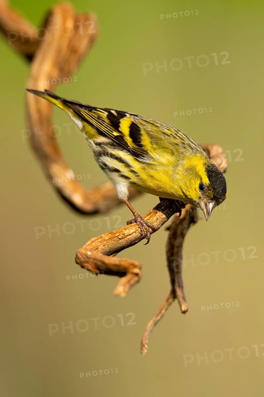 A vibrant European siskin, Spinus spinus, keenly perched on a rustic, twisted branch against a smooth green backdrop, showcasing its detailed plumage