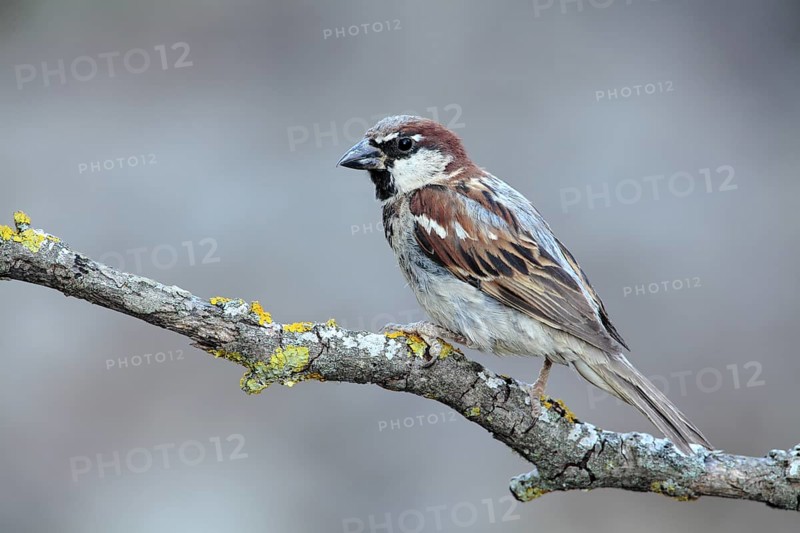 House Sparrow (Passer domesticus) male, Andalusia, Spain