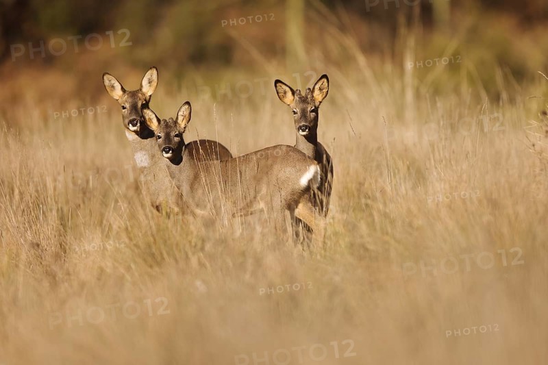 A group of roe deer stands gracefully in a sunlit field, blending with the tall grass. The serene setting captures the essence of nature and wildlife harmony