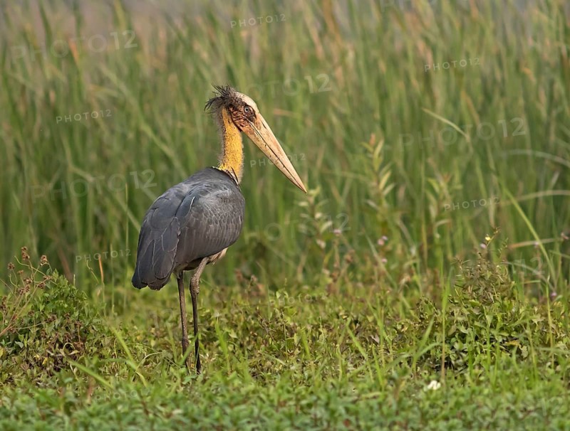 Lesser Adjutant (Leptoptilos javanicus), Darjeeling, India