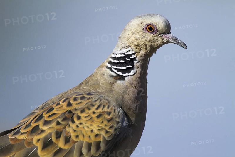 European Turtle Dove (Streptopelia turtur), Castile-La Mancha, Spain