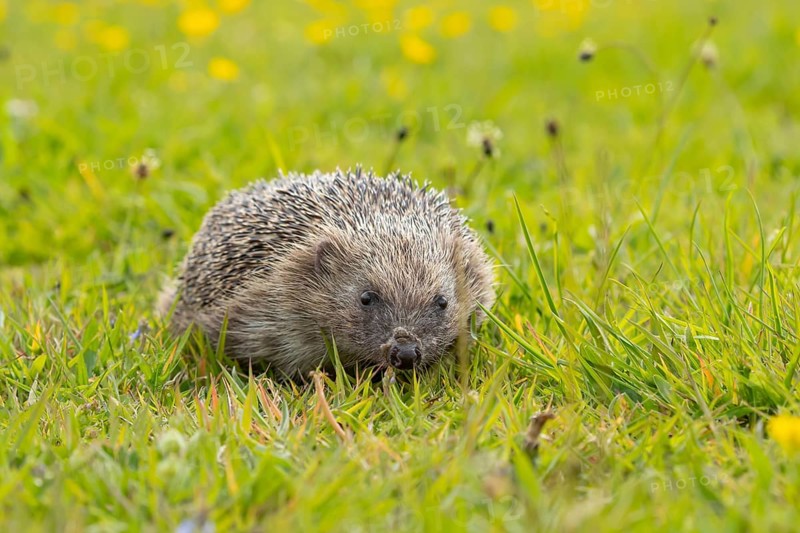 European hedgehog (Erinaceus europaeus) adult animal in a grassland meadow in spring, England, United Kingdom