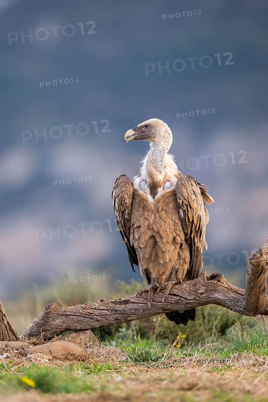 Griffon Vulture (Gyps fulvus) sitting on an old gnarled root in autumn, Pyrenees, Catalonia, Spain