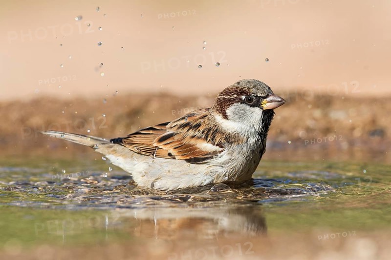 House Sparrow (Passer domesticus) male bathing at waterhole, Eilat, Israel