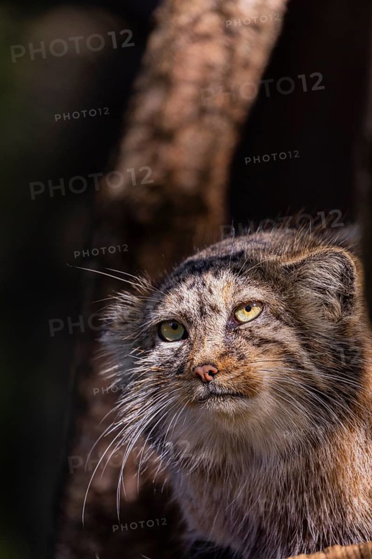Portrait of a Pallas's cat (Otocolobus manul) or Manul. Least concern species on the IUCN Red List since 2020