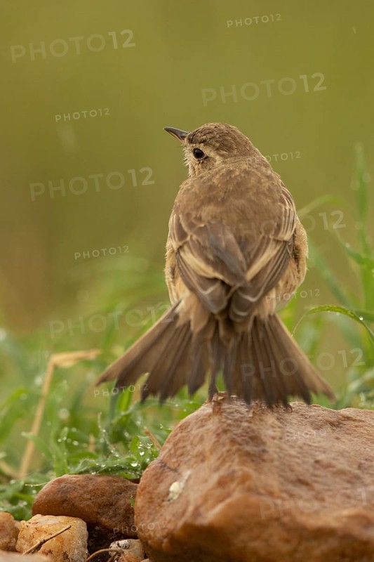 Plain-backed Pipit (Anthus leucophrys), Masai Mara, Kenya