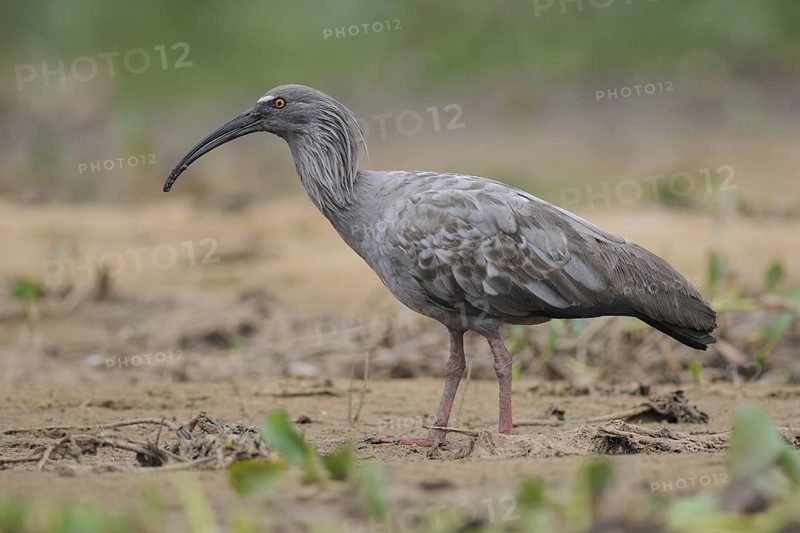 Plumbeous Ibis (Theristicus caerulescens) foraging, Pantanal, Brazil