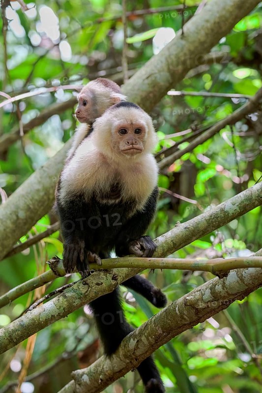 White-shouldered capuchin monkey (Cebus capucinus) Costa Rica