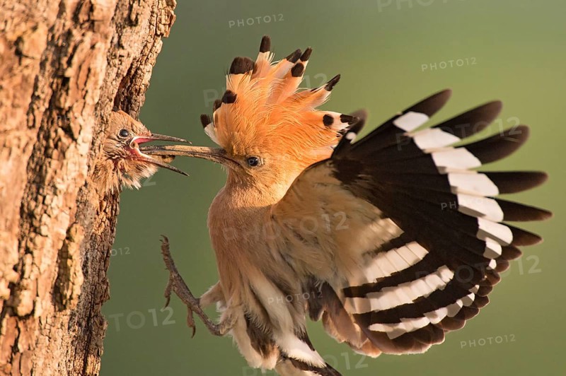 Eurasian Hoopoe (Upupa epops) feeding juvenile in breeding cavity, Lombardy, Italy