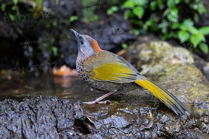 Assam Laughingthrush (Trochalopteron chrysopterum woodi) at a waterhole, Yunnan, China