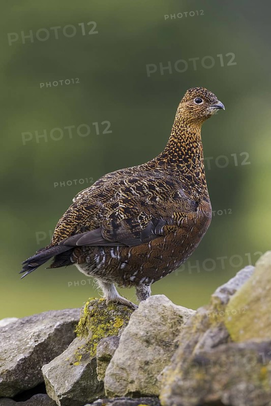 Red Grouse (Lagopus lagopus scotica), Yorkshire, United Kingdom