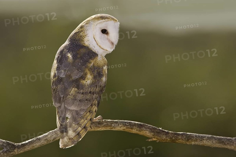 Western Barn Owl (Tyto alba), Arizona, USA