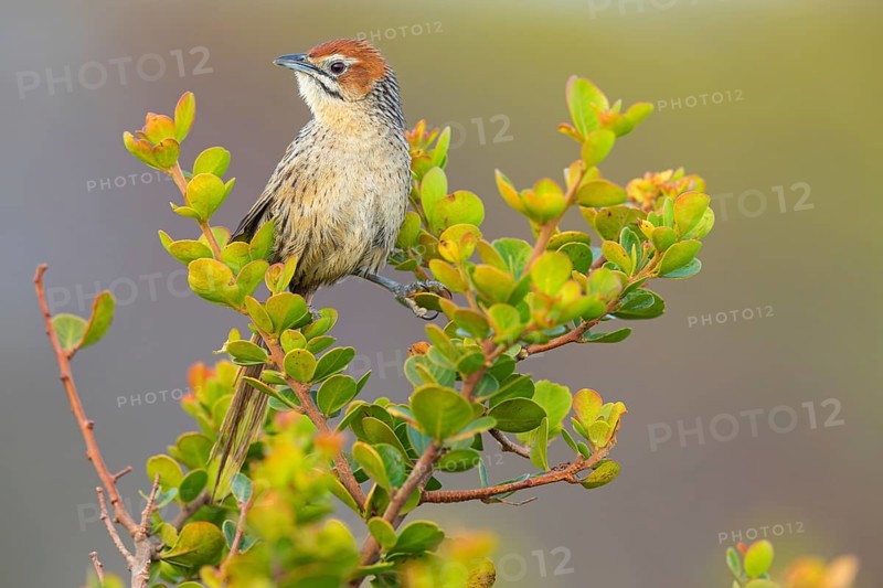 Cape bulbul warbler, Cape warbler, (Sphenoeacus afer), animals, birds, warblers, perching warbler, Africa, Stony Point Penguin Colony, Betty's Bay, Western Cape, South Africa