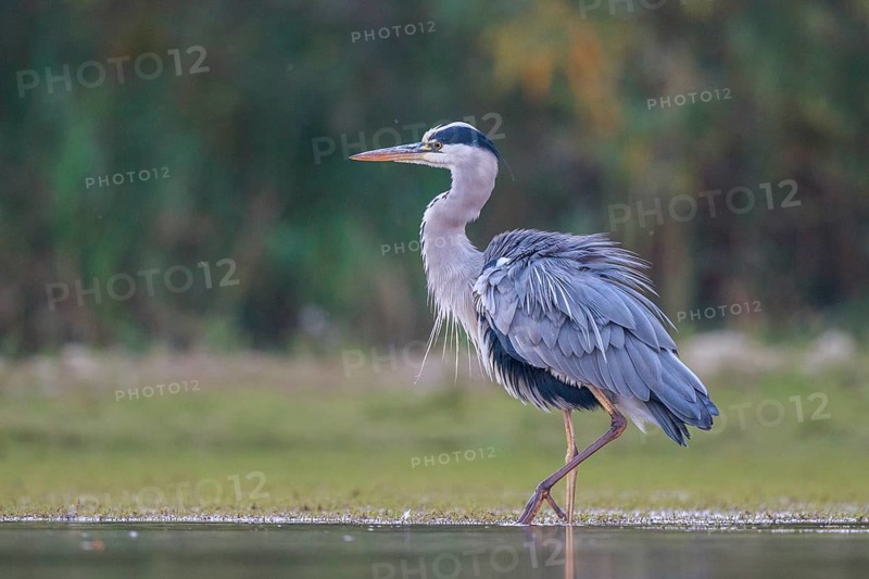 Grey Heron (Ardea cinerea) foraging, North Rhine-Westphalia, Germany