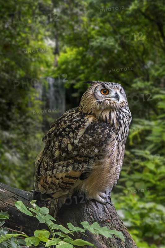 Indian eagle-owl (Bubo bengalensis), rock eagle-owl, Bengal eagle-owl horned owl species native to the Indian Subcontinent
