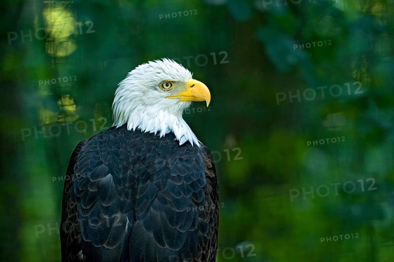 Bald eagle (Haliaeetus leucocephalus), dorsal view, turning its head to the side with a sharp eye and yellow beak, Poing Wildlife Park, Upper Bavaria, Bavaria, Germany