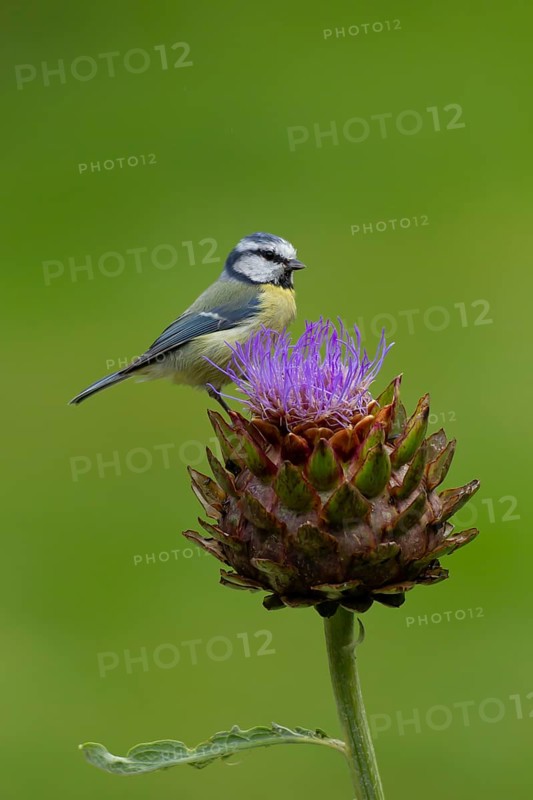 Blue tit (Cyanistes Caeruleus) adult bird on a garden Artichoke thistle flower in the summer, England, United Kingdom