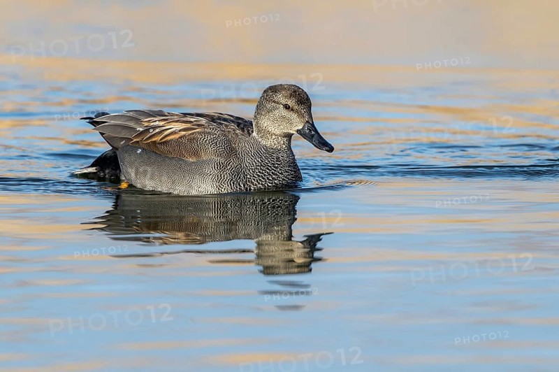 Gadwall (Mareca strepera) male, Mecklenburg-Western Pomerania, Germany