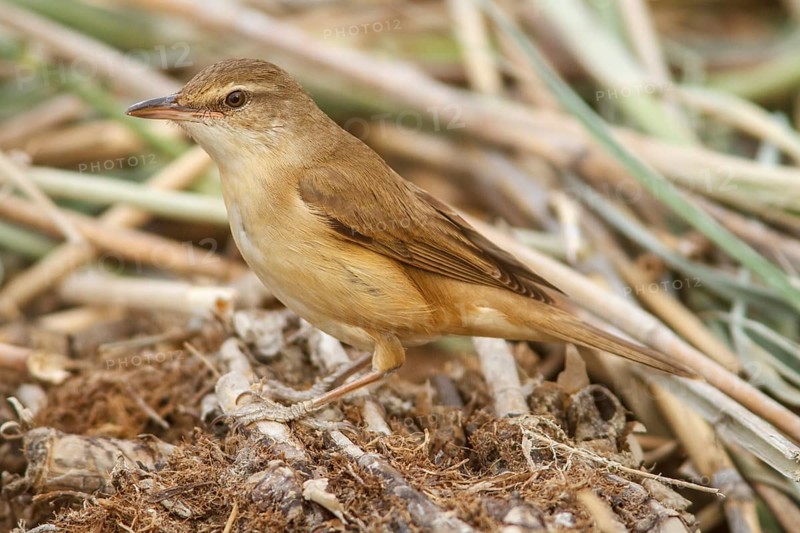 Great Reed Warbler (Acrocephalus arundinaceus), on marsh floor, Castile-La Mancha, Spain