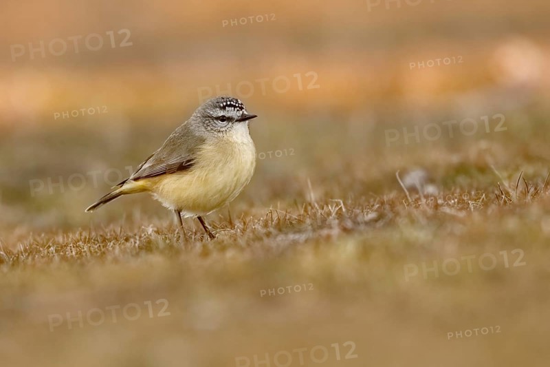 Yellow-rumped Thornbill (Acanthiza chrysorrhoa), Australian Capital Territory, Australia