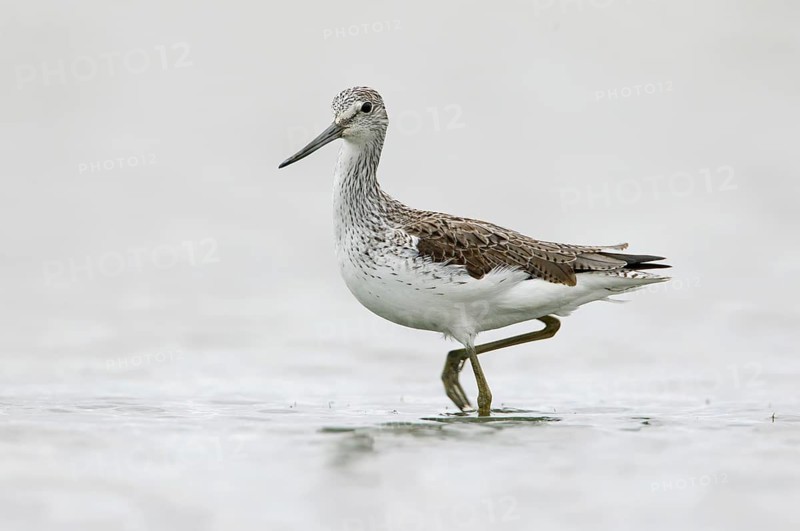 Common Greenshank (Tringa nebularia), Victoria, Australia