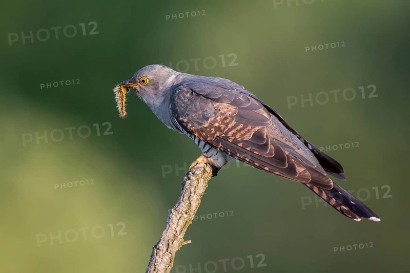 Common Cuckoo (Cuculus canorus) with caterpillar in its beak, Saxony-Anhalt, Germany
