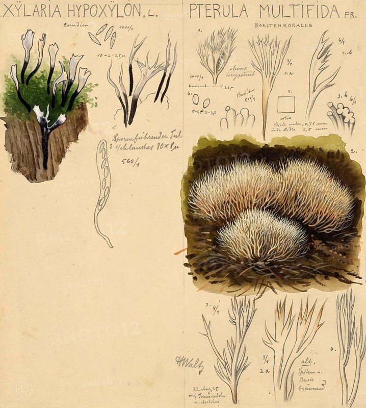 Mushroom, Mushrooms, Candlestick fungus, Xylaria hypoxylon and Pterula multifida, White bristle coral, authentic reproduction of an illustration by Hans Walty (1868-1948) from about 1915, historical
