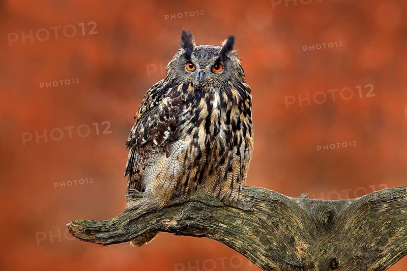 Eurasian Eagle Owl, Bubo Bubo, sitting on the tree stump, close-up, wildlife photo in the forest, orange autumn colour, Norway