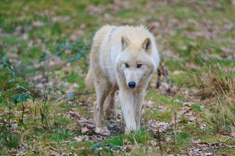 A curious white wolf moves through a grassy forest, Arctic wolf (Canis lupus arctos), Germany