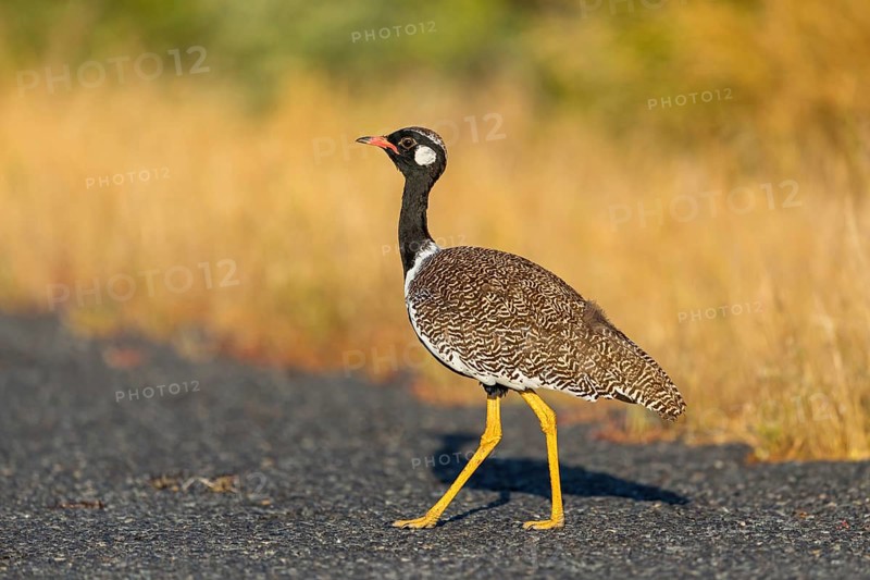 Black bustard (Afrotis afra), Afrotis atra, Eupodotis afra, Black Bustard, Southern Black Korhaan, West Coast National Park, Langebaan, Western Cape, South Africa