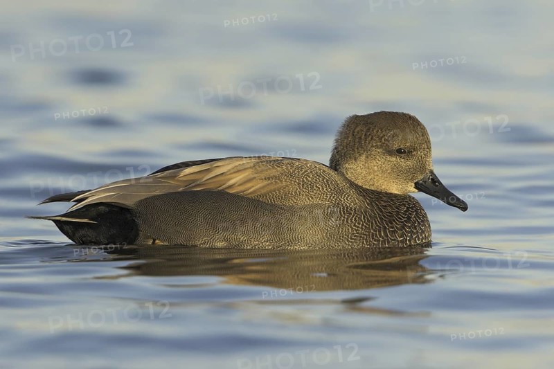 Gadwall (Mareca strepera) male, Ontario, Canada