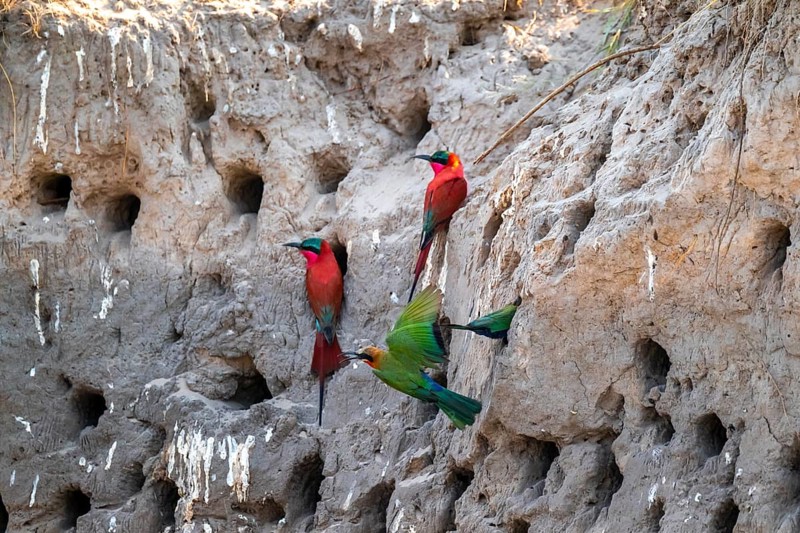 Breeding caves on the banks of the Kwando, Southern carmine bee-eater (Merops nubicoides), bee-eaters breeding, Kwando River, Zambezi region, Caprivi Strip, Namibia