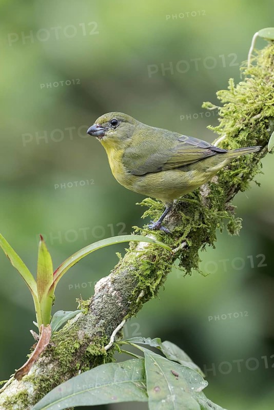 Thick-billed Euphonia (Euphonia laniirostris) perched on a branch in Panama