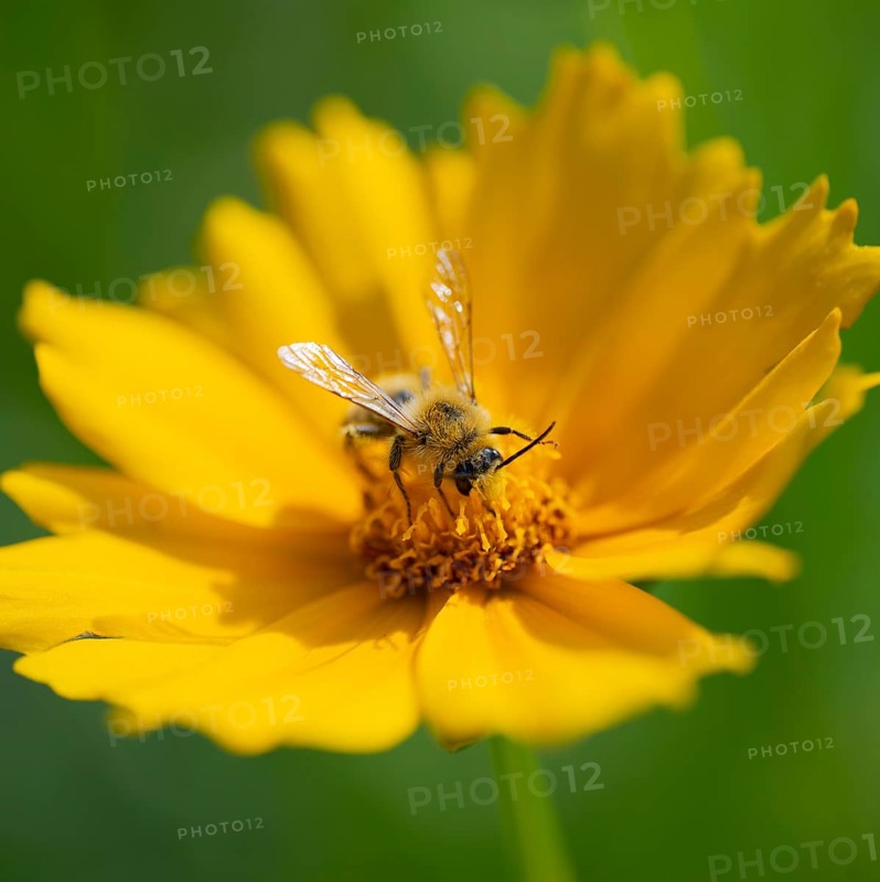 Bee (Apiformes) blooming on a girl's eye (Coreopsis), in the garden, Lower Saxony, Germany