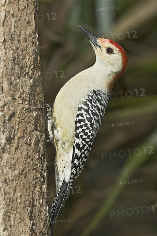 Red-bellied Woodpecker (Melanerpes carolinus), Florida, USA
