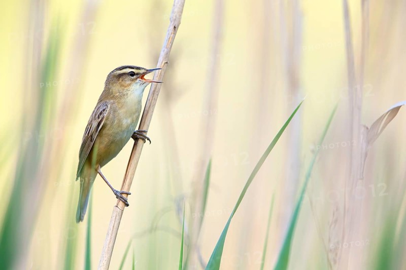 Schilfrohrsänger, Sedge Warbler, Acrocephalus schoenobaenus, Phragmite des joncs, Carricerín Común