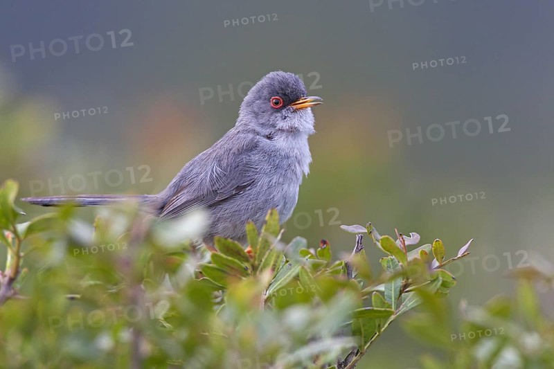 Balearic Warbler (Sylvia balearica)
