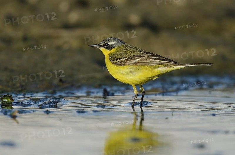 Western Yellow Wagtail (Motacilla flava) male, Schleswig-Holstein, Germany