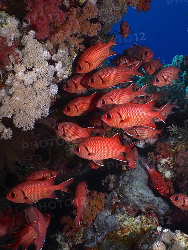 Shoal, group of white fringed soldierfish (Myripristis murdian), Dangerous Reef dive site, St Johns Reef, Saint Johns, Red Sea, Egypt