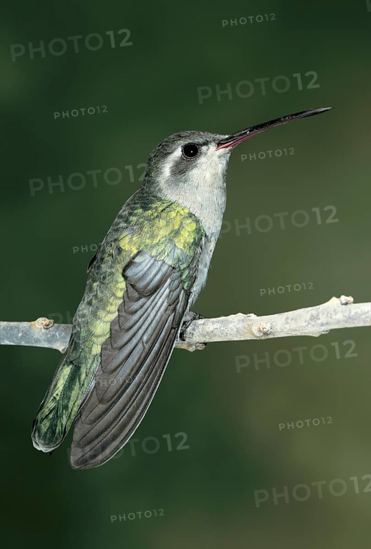 Dusky Hummingbird Cynanthus sordidus Oaxaca City, Oaxaca, Mexico December Adult Female Trochilidae