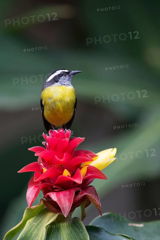 Bananaquit (Coereba flaveola columbiana) perched on Bromelia flower, Bogota, Columbia
