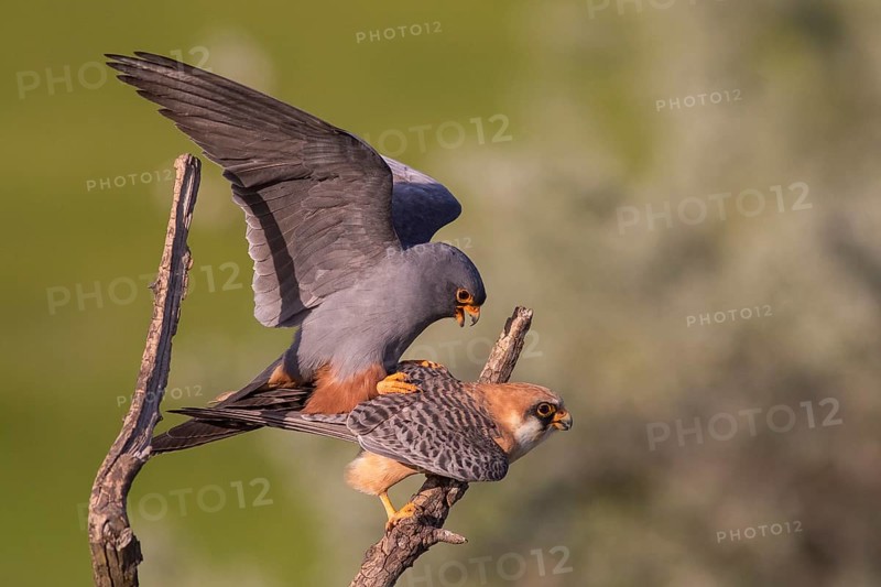 Red-footed Falcon (Falco vespertinus) pair mating, Subotica, Serbia