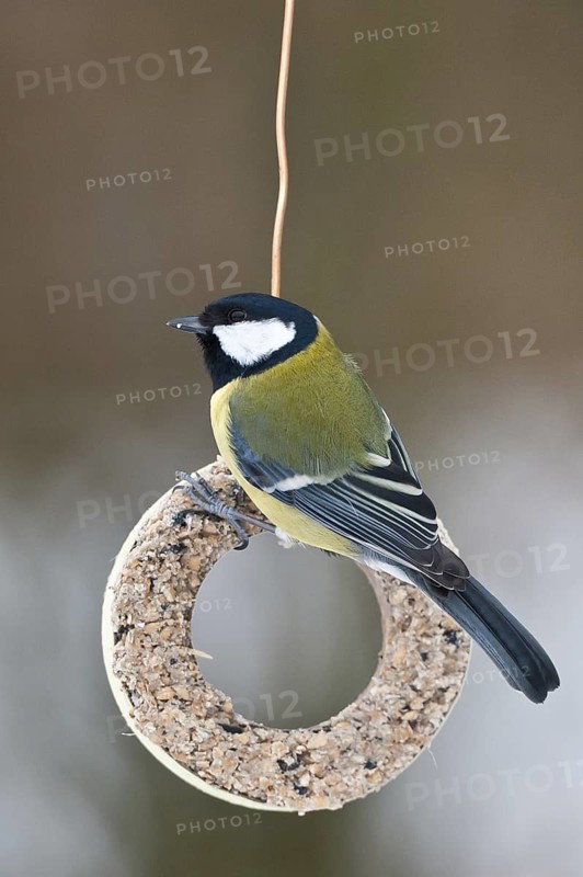 Great Tit (Parus major), Schleswig-Holstein, Germany