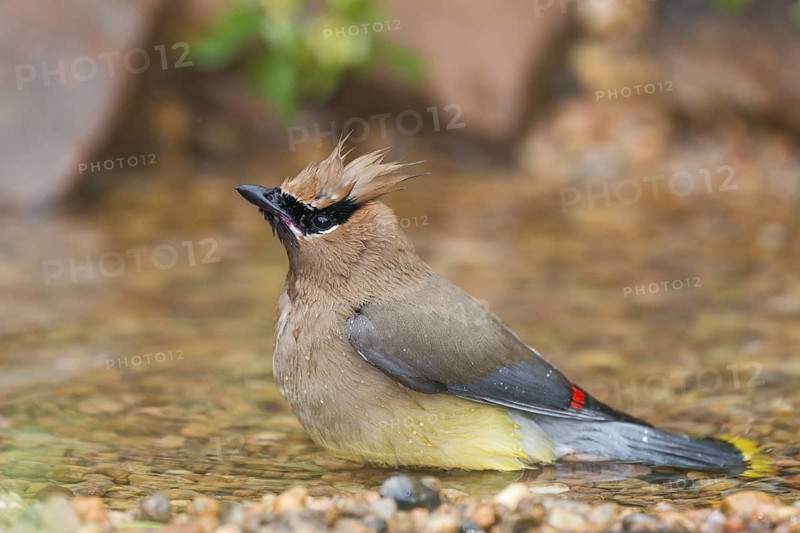 Cedar Waxwing (Bombycilla cedrorum) bathing at a waterhole, Texas, USA